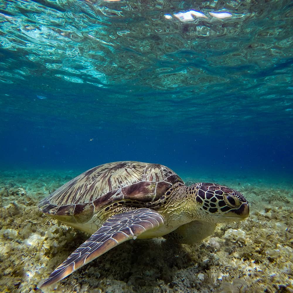 Sea turtle